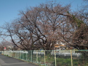 三栗谷用水沿いの桜の写真です。