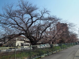 三栗谷用水沿いの桜の写真です。