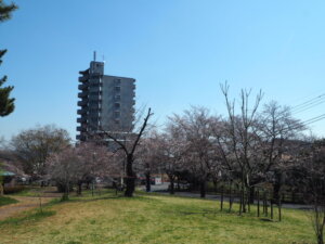 足利公園の桜の写真です。