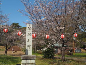 足利公園の桜の写真です。