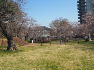 足利公園の桜の写真です。