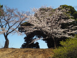 足利公園の桜の写真です。