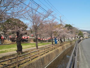 足利公園の桜の写真です。