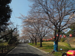 足利公園の桜の写真です。