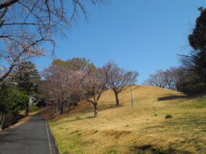 足利公園の桜の写真です。