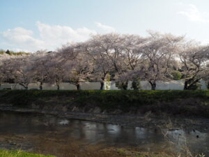 袋川：北郷公園周辺の桜の写真です。