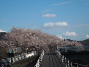 袋川：北郷公園周辺の桜の写真です。