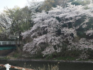 袋川：北郷公園周辺の桜の写真です。