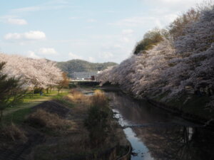 袋川：北郷公園周辺の桜の写真です。