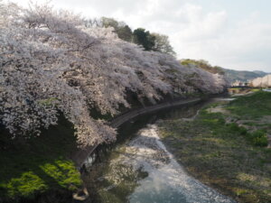 袋川：北郷公園周辺の桜の写真です。