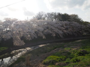 袋川：北郷公園周辺の桜の写真です。