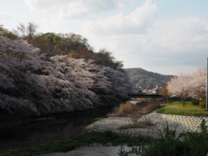 袋川：北郷公園周辺の桜の写真です。