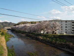 袋川：北郷公園周辺の桜の写真です。