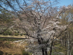 足利降り日根公園の桜の写真です。