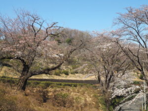 足利織姫公園の桜の写真です。