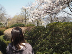 足利降り日根公園の桜の写真です。