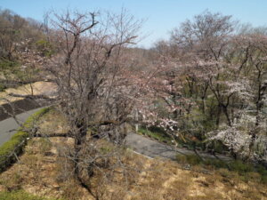 足利降り日根公園の桜の写真です。