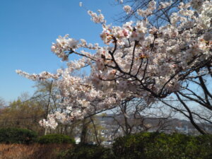 足利降り日根公園の桜の写真です。