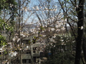 足利降り日根公園の桜の写真です。