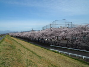 足利大学の桜の写真です。