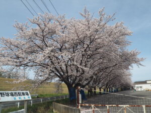 足利大学の桜の写真です。