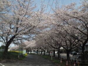 足利大学の桜の写真です。