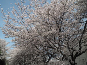 足利大学の桜の写真です。