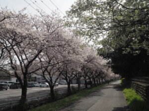 足利大学の桜の写真です。