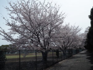 足利大学の桜の写真です。