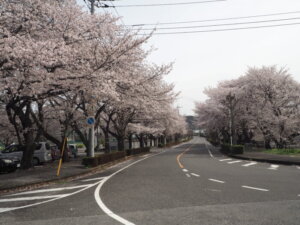 足利大学の桜の写真です。