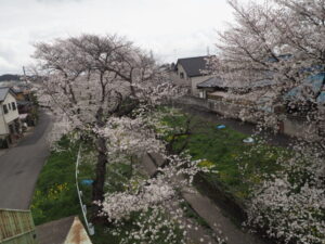 袋川（千歳地区）の桜の写真です。