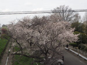 袋川（千歳地区）の桜の写真です。