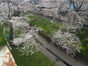 袋川（千歳地区）の桜の写真です。