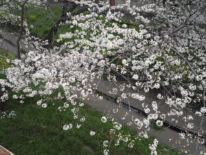 袋川（千歳地区）の桜の写真です。