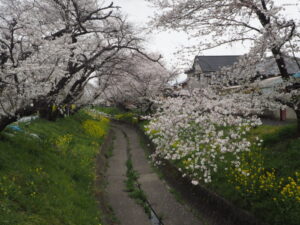 袋川（千歳地区）の桜の写真です。