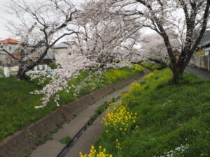 袋川（千歳地区）の桜の写真です。