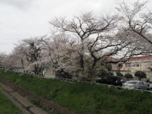 袋川（千歳地区）の桜の写真です。