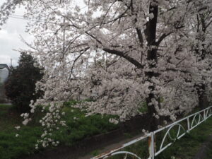 袋川（千歳地区）の桜の写真です。