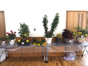 西新井町自治会：文化祭　草花の写真です。