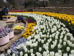 あしかがフラワーパーク：春の花まつりの写真です。