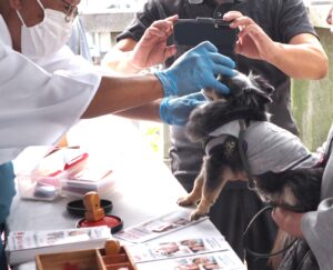 ペタンコ祭り：ペットの犬のおでこに御朱印を押している写真です。
