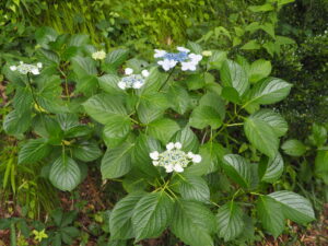 織姫公園：吊り橋付近のアジサイの写真です。