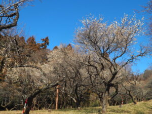 西渓園の写真です。