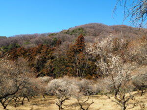 西渓園の写真です。