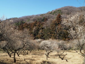 西渓園の写真です。