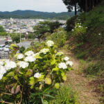 吉祥寺のアジサイの写真です。