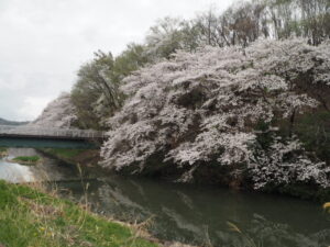 北郷公園周辺の桜の写真です。