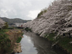 北郷公園周辺の桜の写真です。