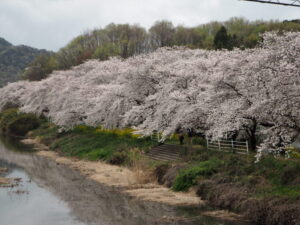 北郷公園周辺の桜の写真です。