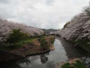 北郷公園周辺の桜の写真です。